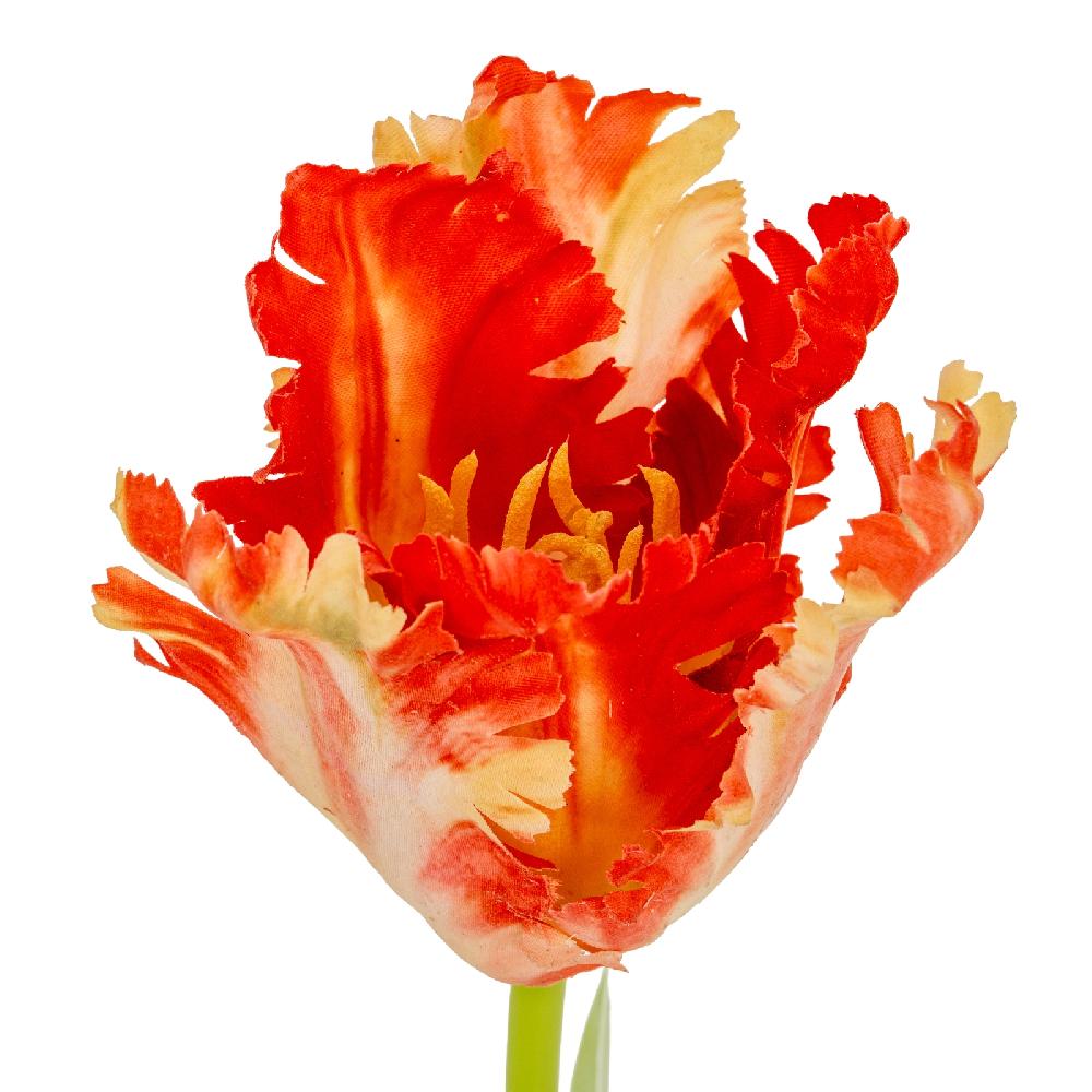 Hill Interiors Flame Orange Parrot Tulip