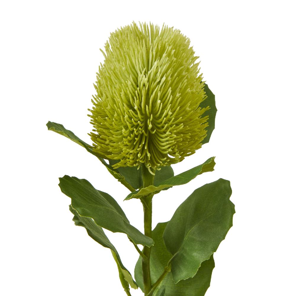 hill interiors Green Banksia Stem