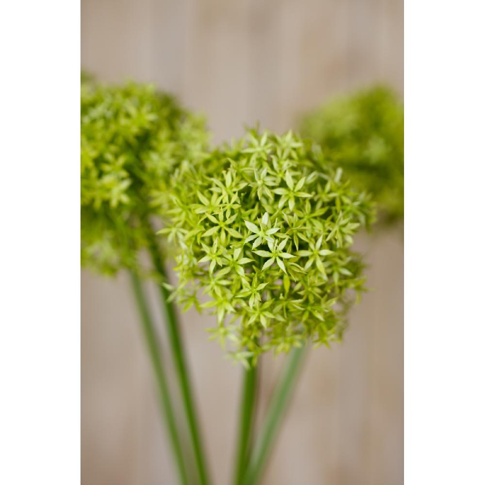 Hill Interiors Green Giant Allium Stem