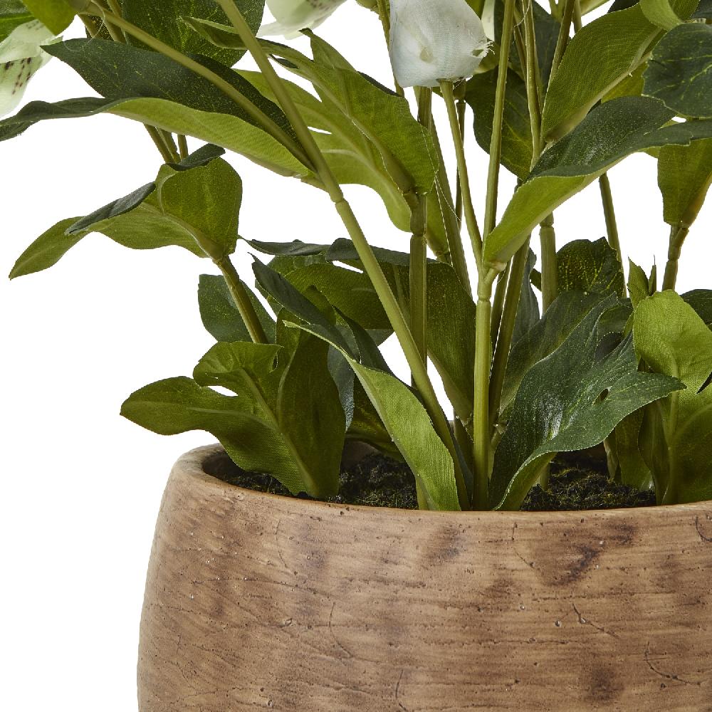 Hill Interiors Green Hellebore Plant In Taupe Pot