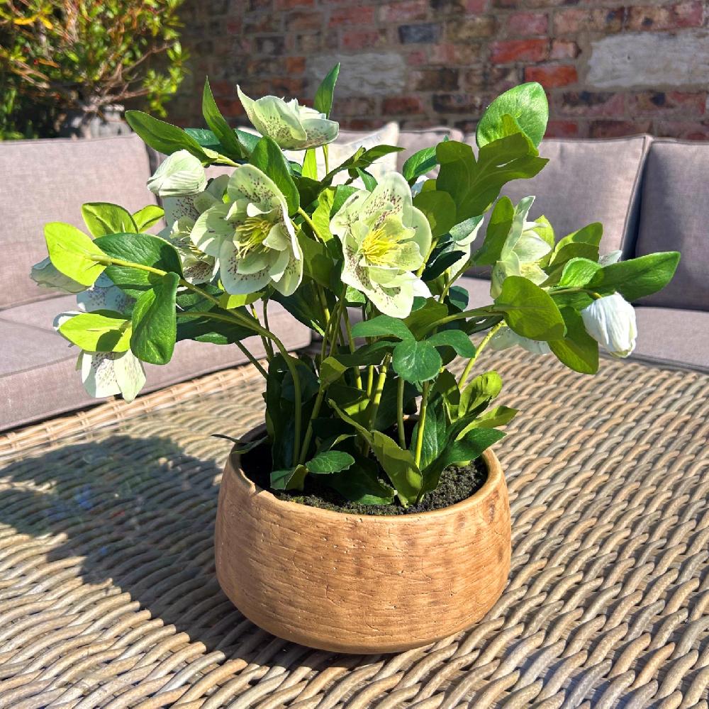 hill interiors Green Hellebore Plant In Taupe Pot