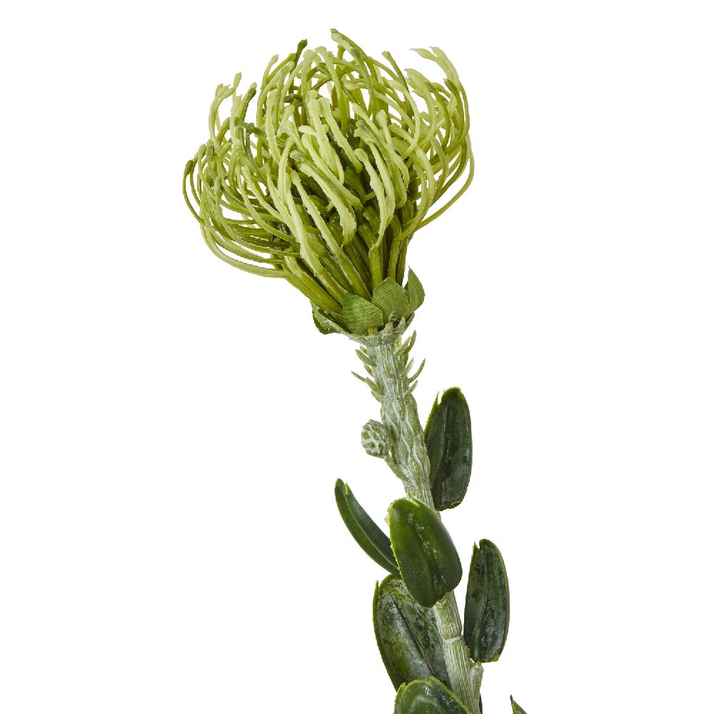 hill interiors Green Pincushion Protea Spray