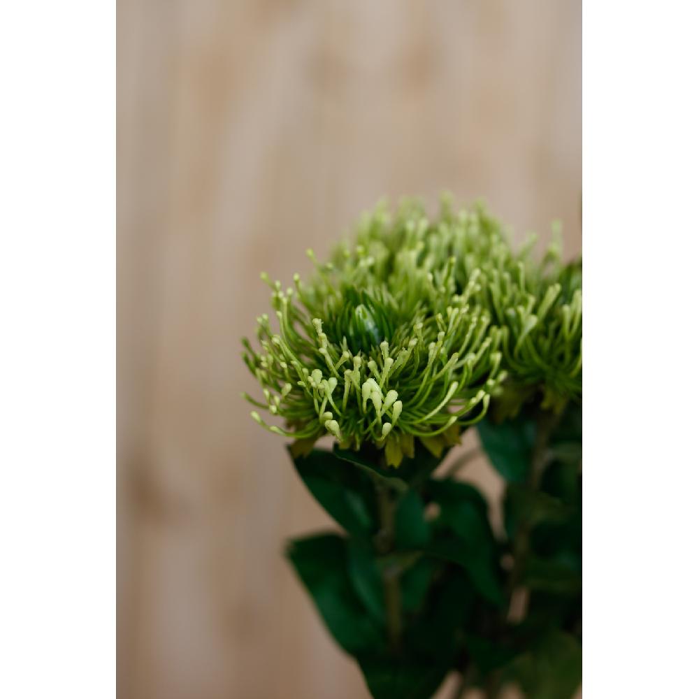 Hill Interiors Green Protea Lorea Stem