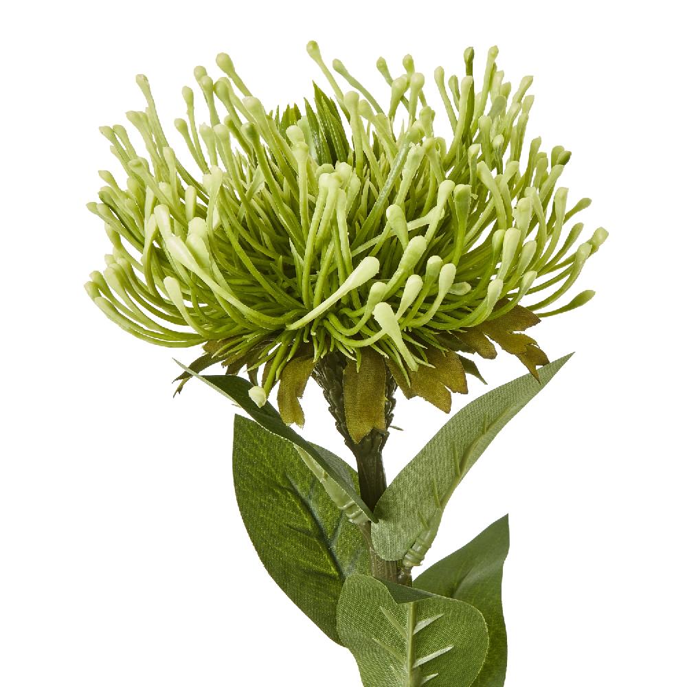 hill interiors Green Protea Lorea Stem