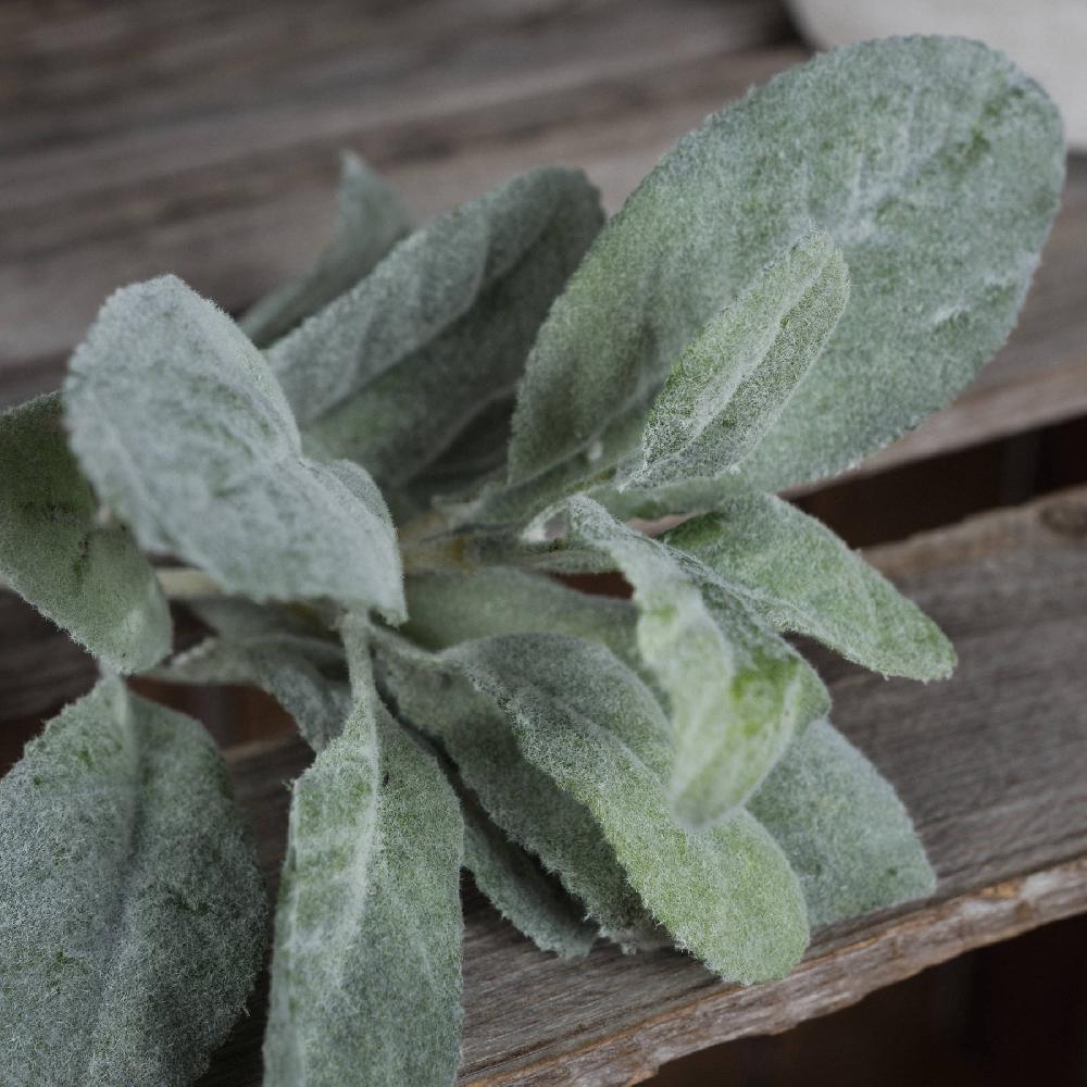 Hill Interiors Lambs Ear Spray