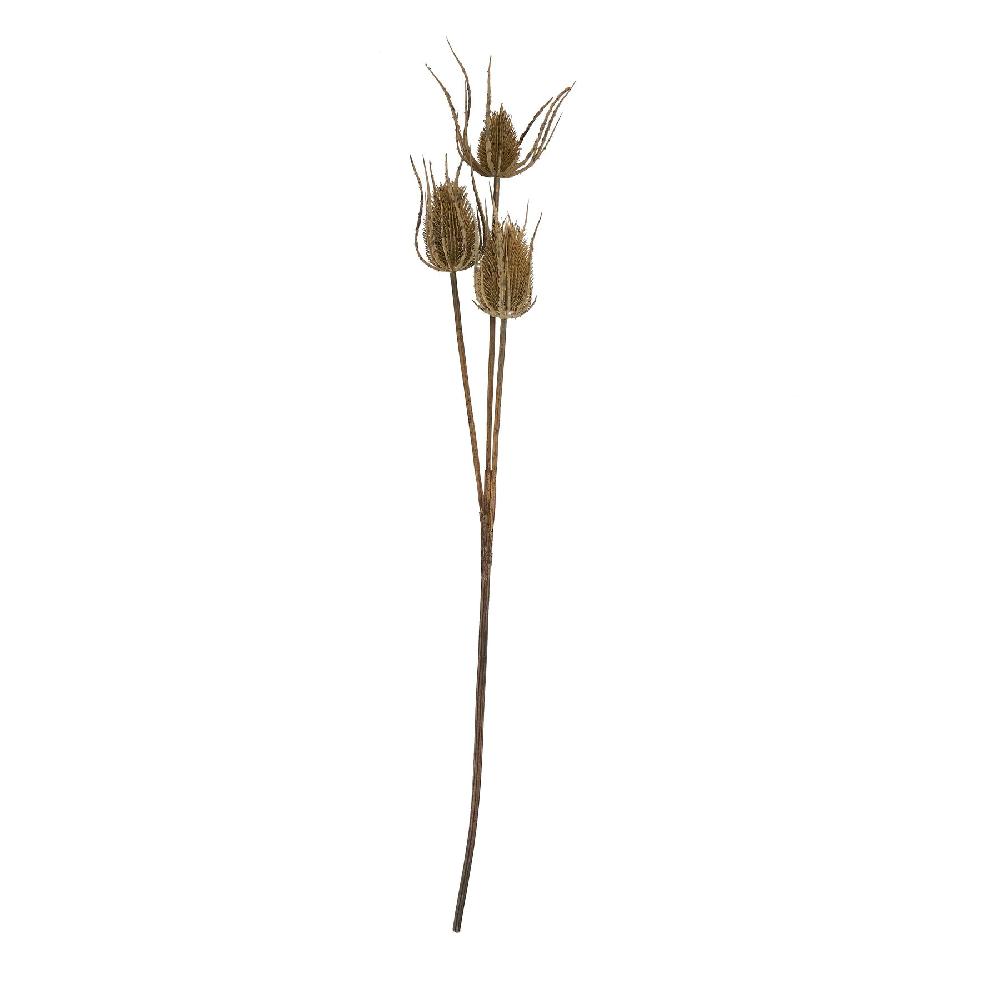 Hill Interiors Large Brown Triple Teasle Stem