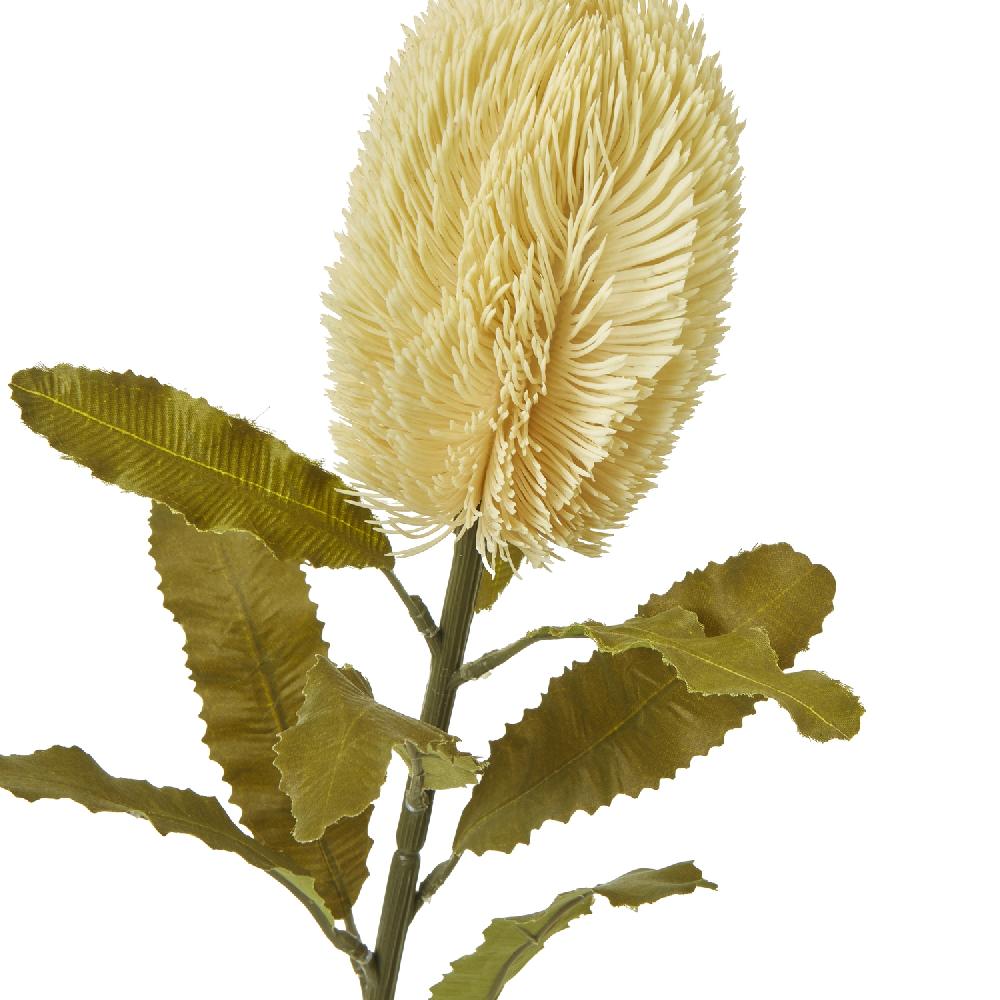 hill interiors Large Cream Banksia Serrata Stem