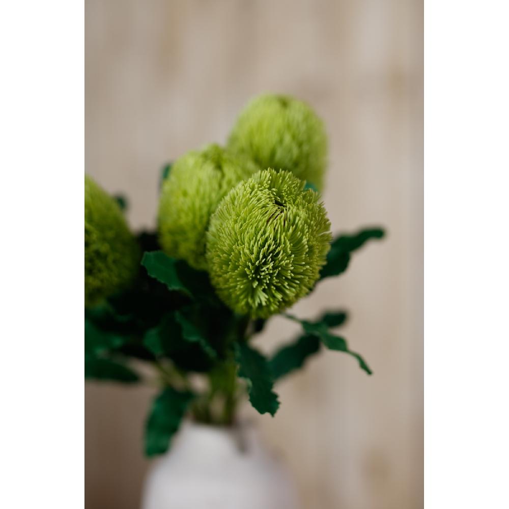 Hill Interiors Large Green Banksia Serrata Stem