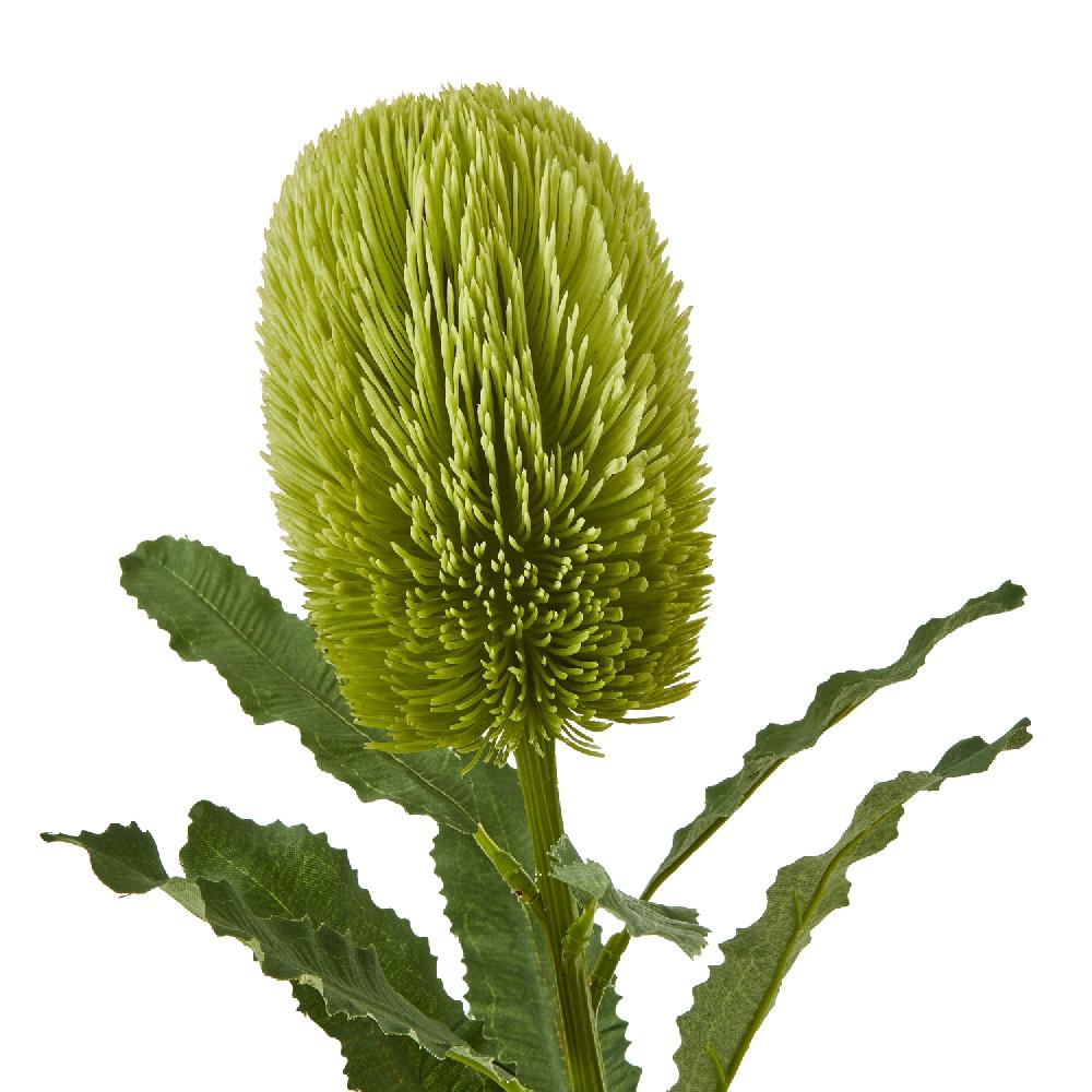 hill interiors Large Green Banksia Serrata Stem
