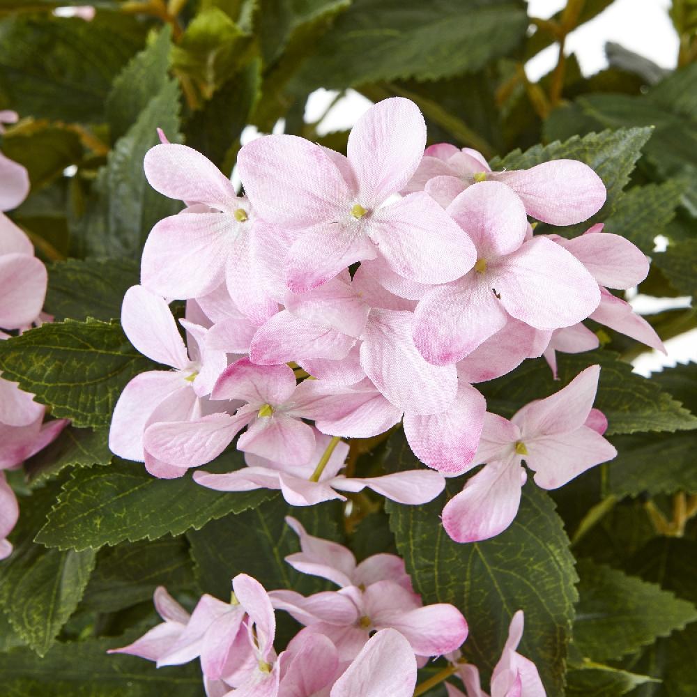 Hill Interiors Large Pink Hydrangea Plant In Pot