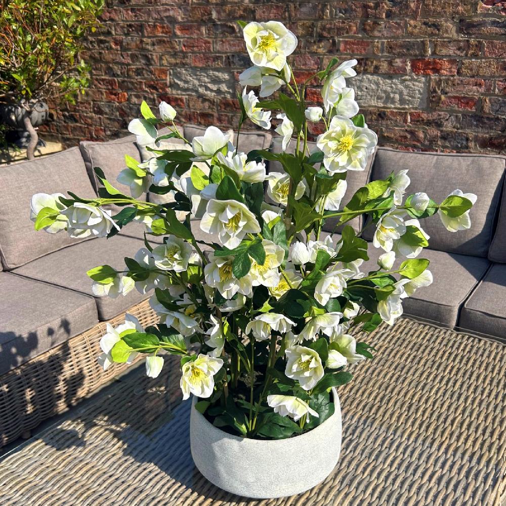 hill interiors Large White Hellebore In Grey Pot