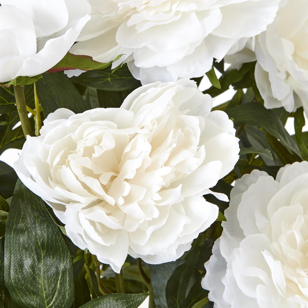 hill interiors Large White Peony Plant In Pot