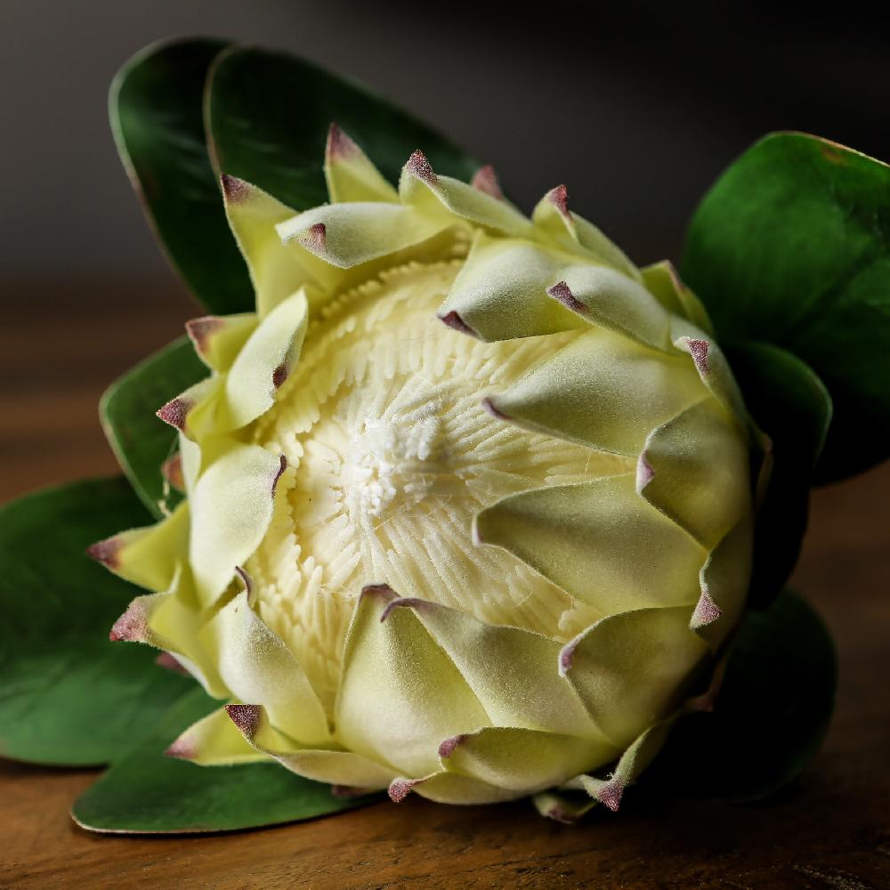 hill interiors Large White Protea