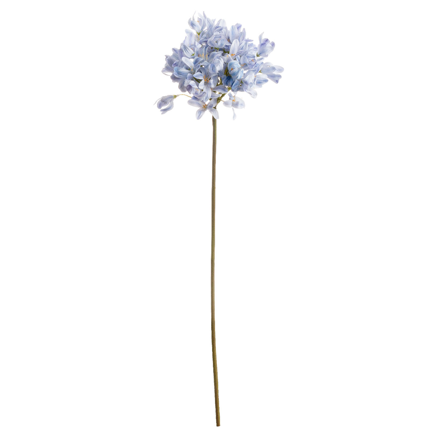 hill interiors Light Blue Large Headed Agapanthus