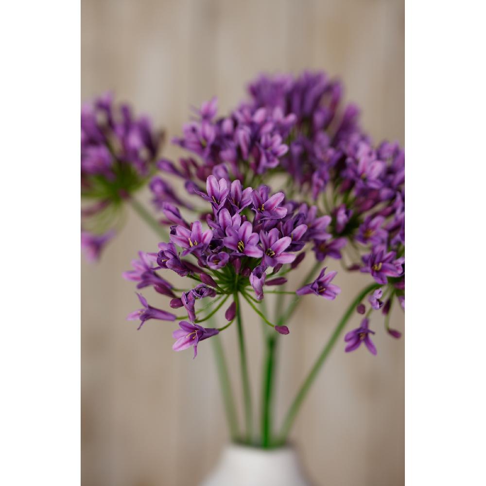 Hill Interiors Lilac Agapanthus Spray