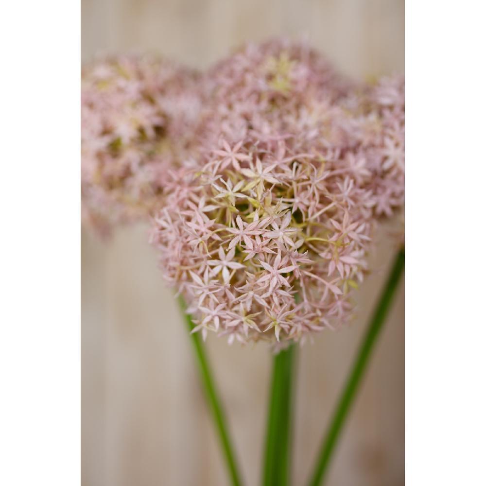 Hill Interiors Lilac Giant Allium Stem