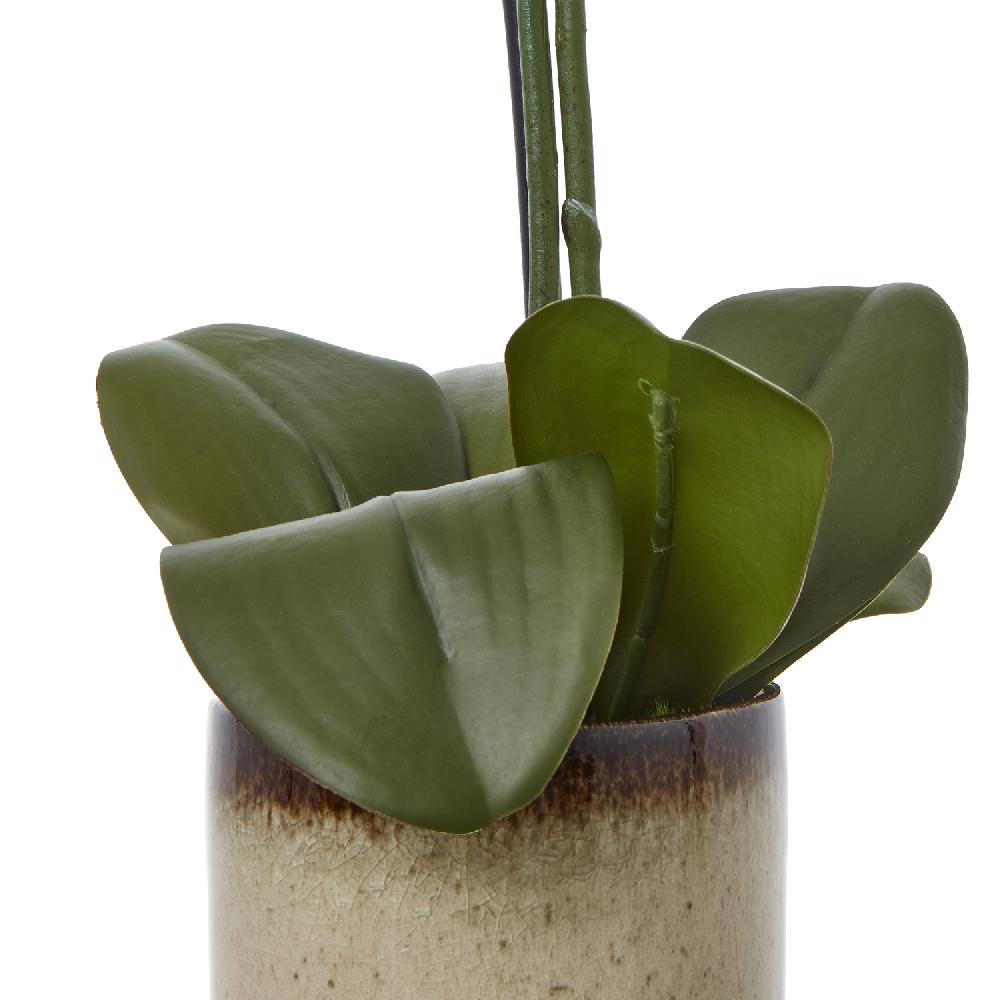 Hill Interiors Medium Green Orchid In Ceramic Pot