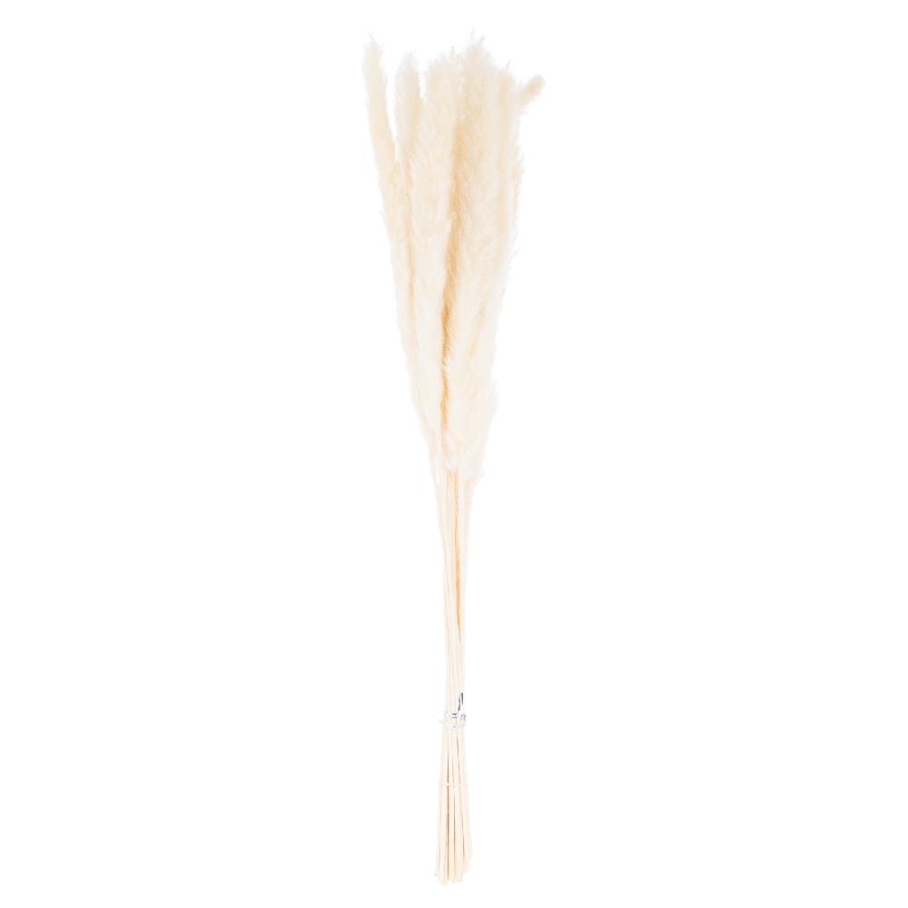 hill interiors Mini White Pampas Grass Bunch Of 15