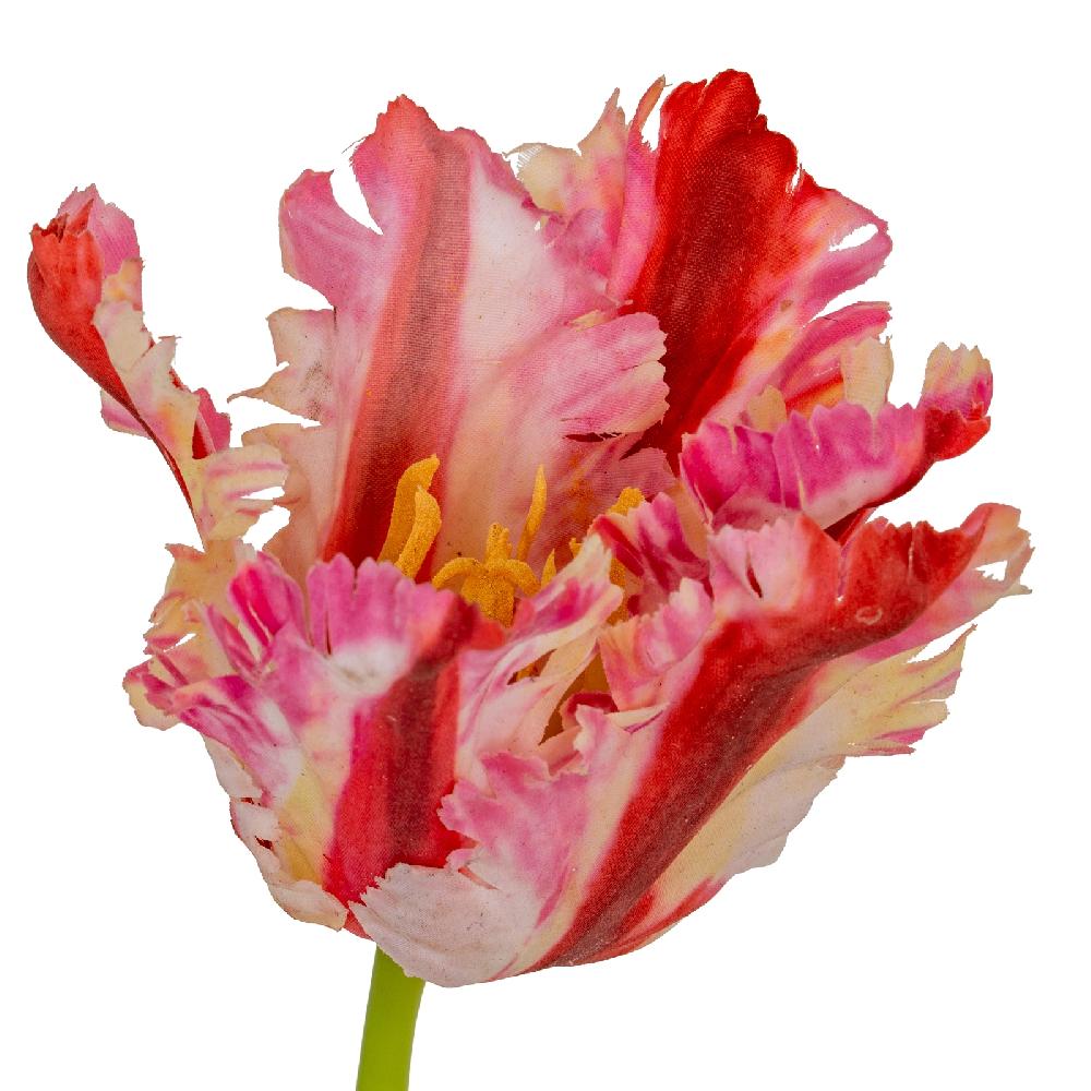 Hill Interiors Multi Pink Parrot Tulip