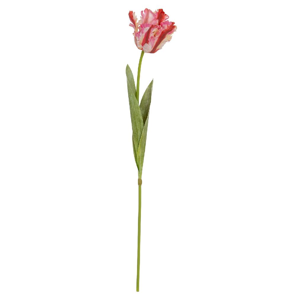 hill interiors Multi Pink Parrot Tulip