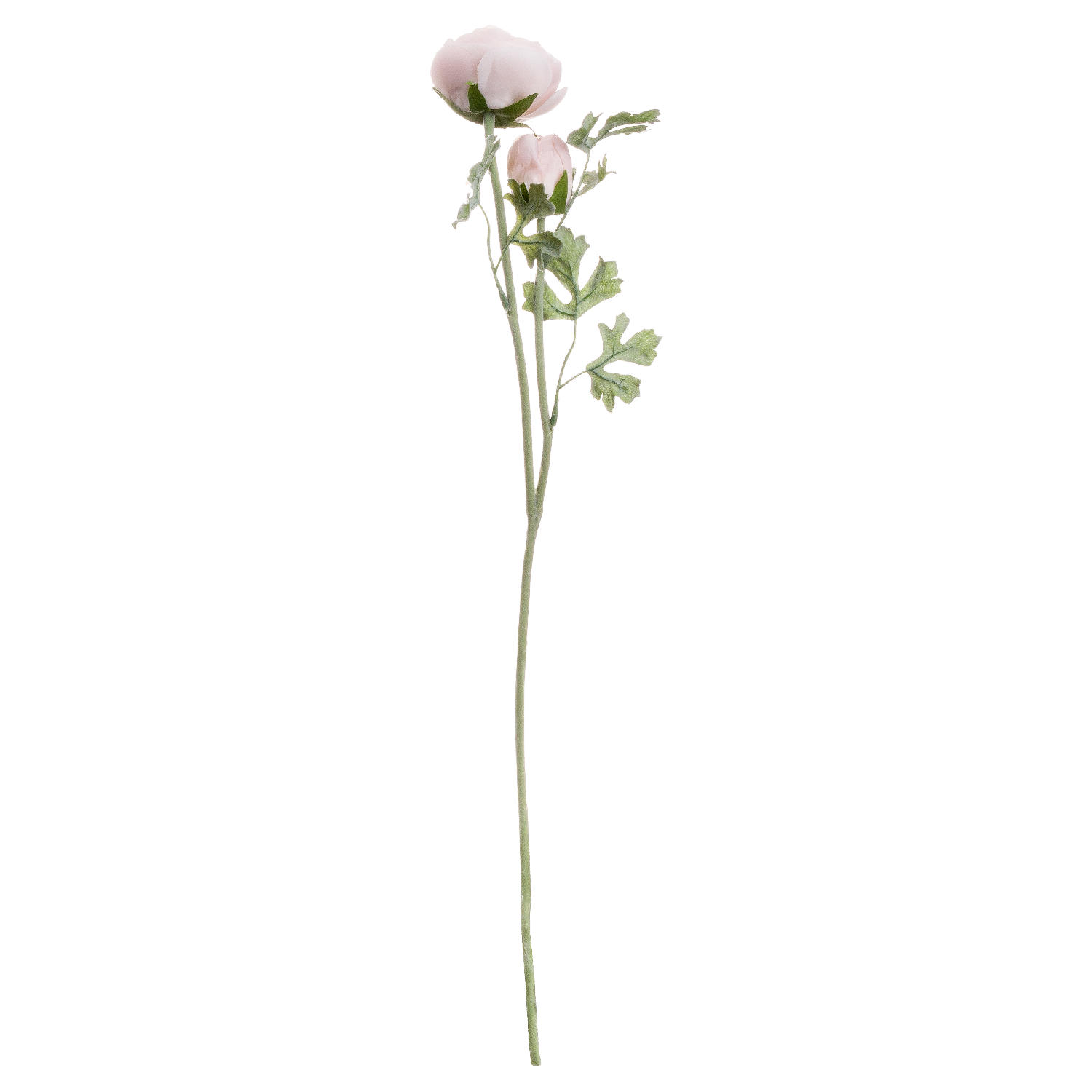 hill interiors Pastel Pink Ranunculus