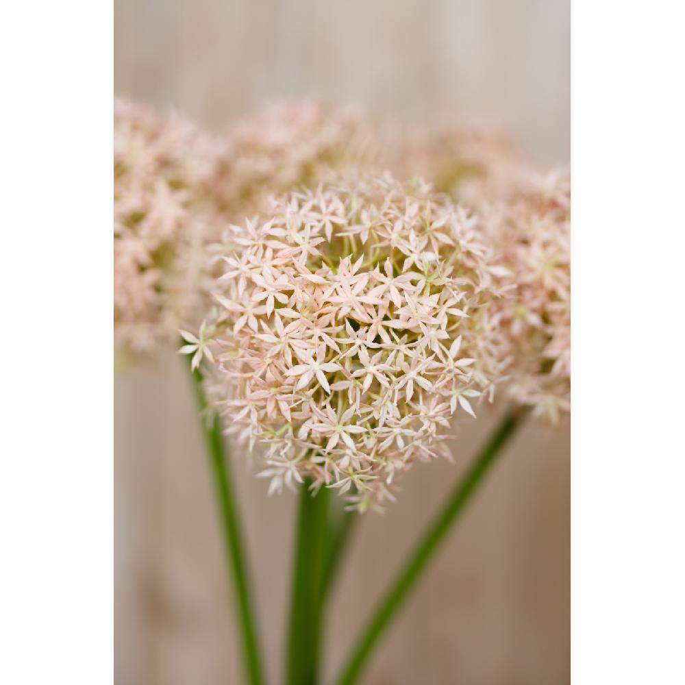 Hill Interiors Pink Giant Allium Stem