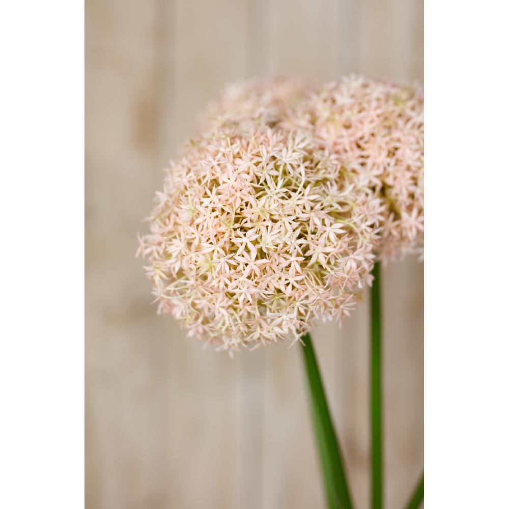 Hill Interiors Pink Medium Allium Stem
