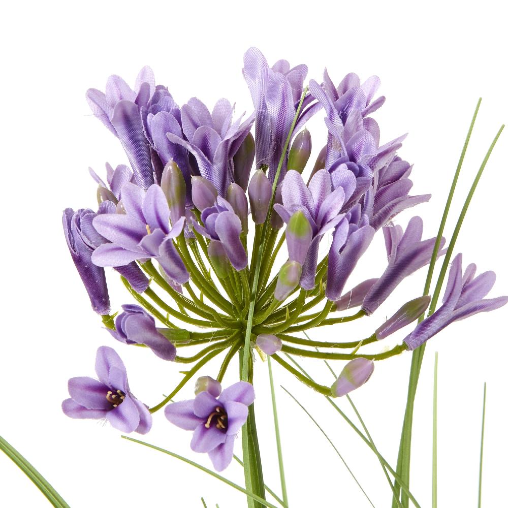 hill interiors Purple Agapanthus Plant In Pot