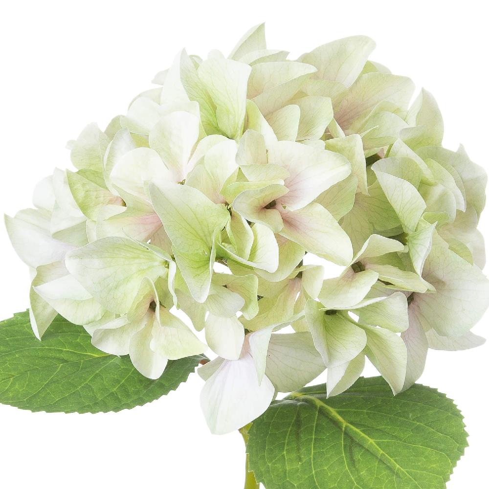 Hill Interiors Shabby Green Single Hydrangea