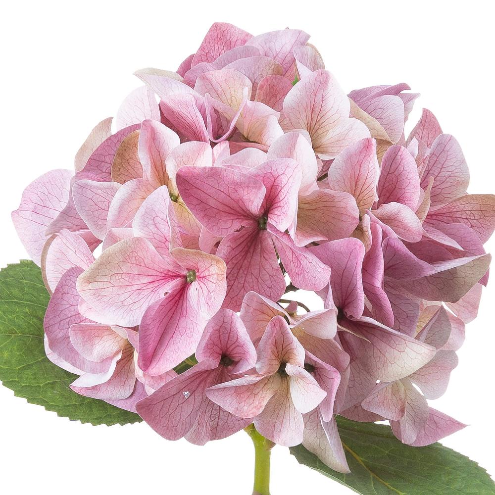Hill Interiors Shabby Pink Single Hydrangea