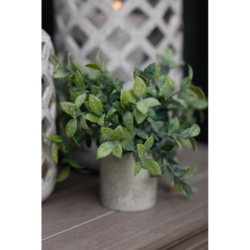 Hill Interiors Small Box Plant In Grey Pot