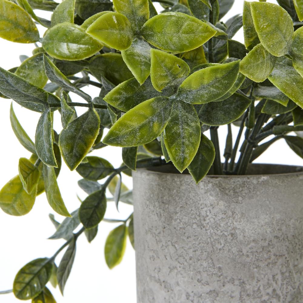 hill interiors Small Box Plant In Grey Pot
