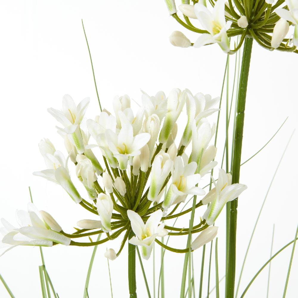 hill interiors White Agapanthus Plant In Pot