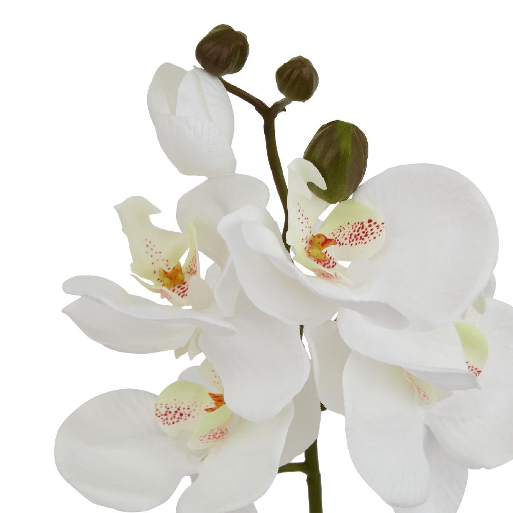 hill interiors White Butterfly Orchid Stem