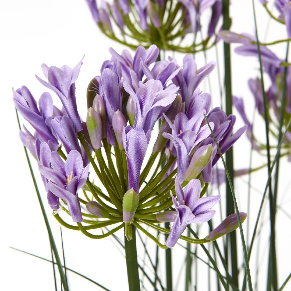 hill interiors Large Purple Agapanthus Plant In Pot