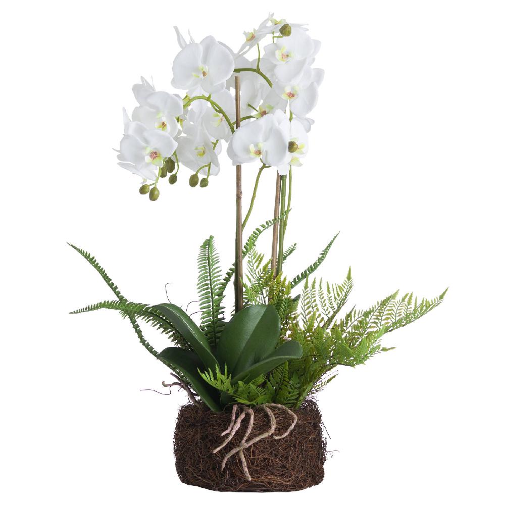 hill interiors Large White Orchid And Fern Garden In Rootball