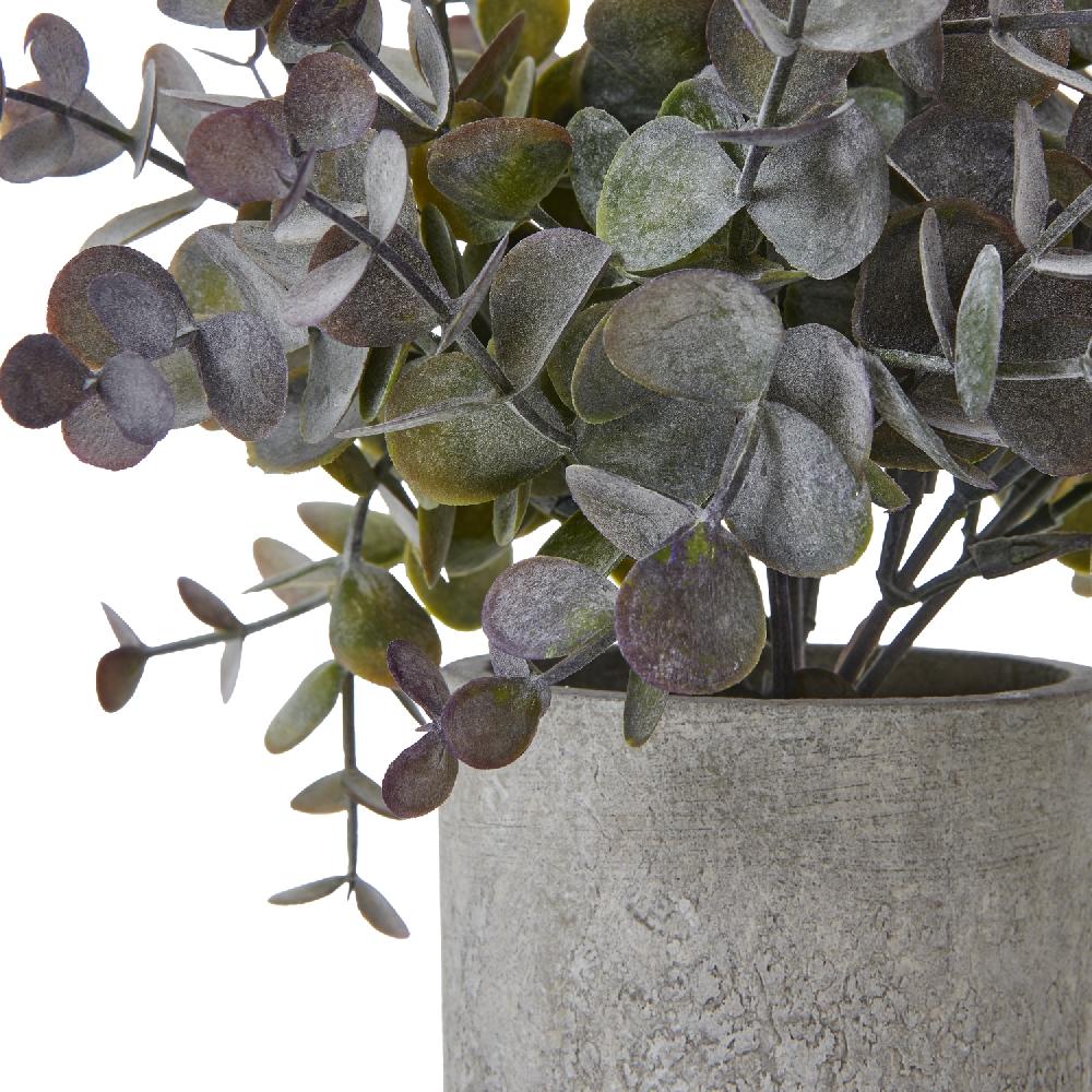 hill interiors Small Eucalyptus Cinerea Plant In Grey Pot