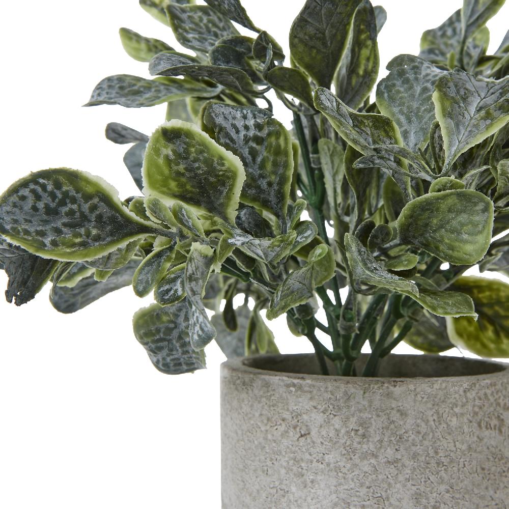 hill interiors Small Giana Eucalyptus Plant In Grey Pot