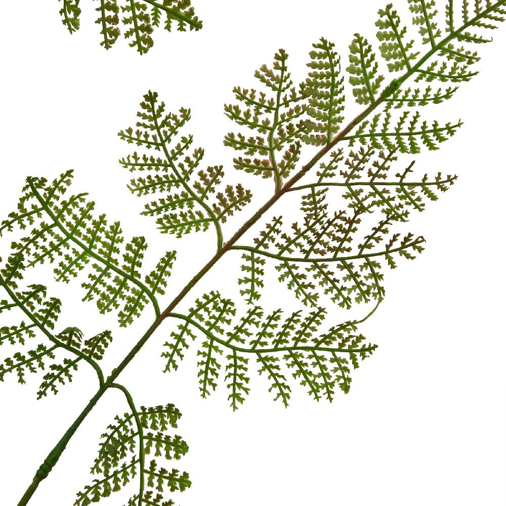 hill interiors The Natural Garden Collection Large Bracken Fern Spray