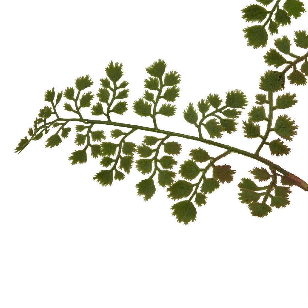 hill interiors The Natural Garden Collection Maidenhair Fern Stem