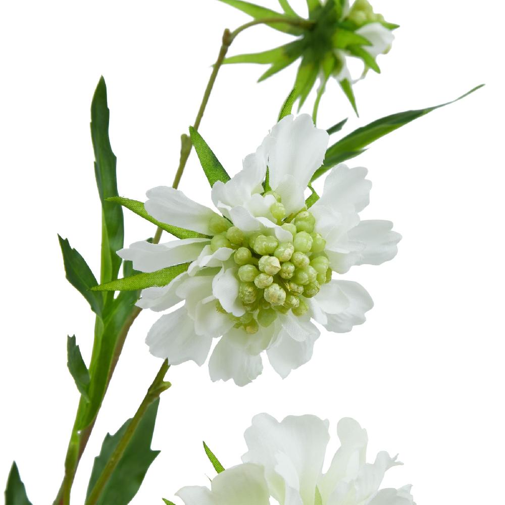 hill interiors The Natural Garden Collection White Scabious Stem