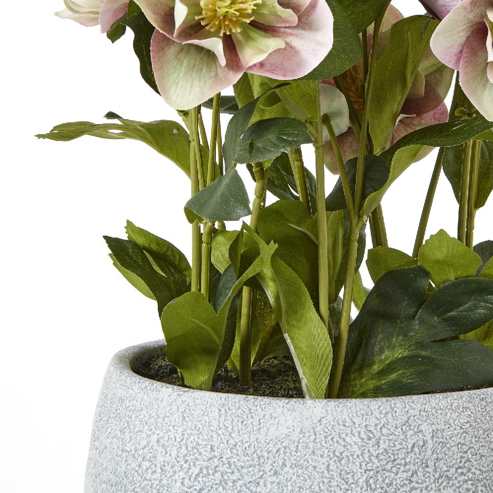 Hill Interiors Variegated Pink Hellebore Plant In Grey Pot