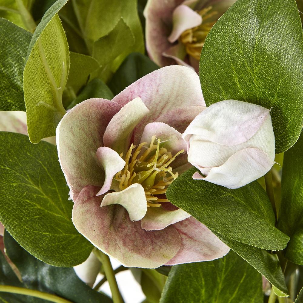Hill Interiors Variegated Pink Hellebore Plant In Grey Pot