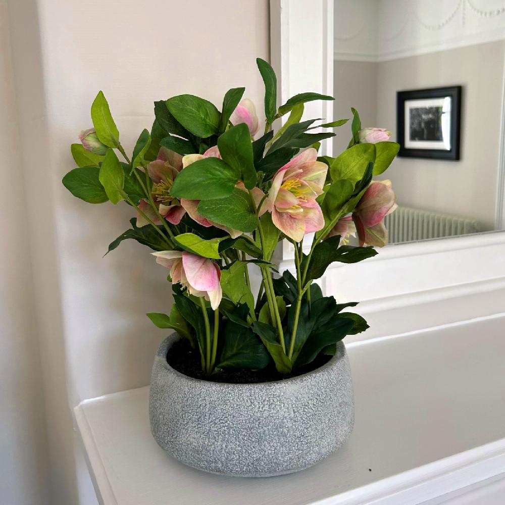 hill interiors Variegated Pink Hellebore Plant In Grey Pot