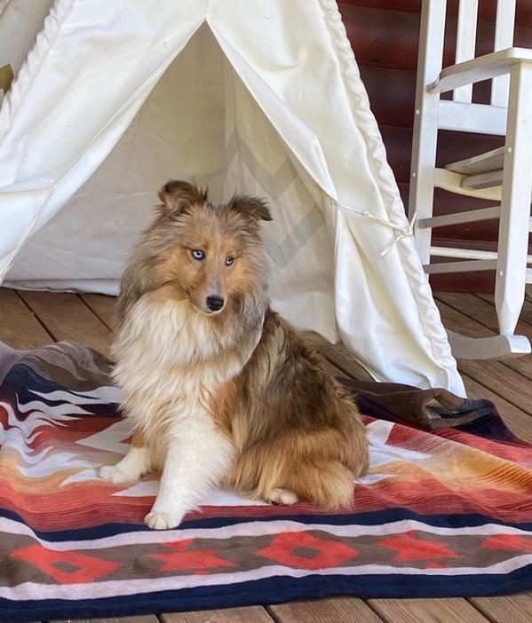 Ibena Vibrant Southwestern Throw Size Blanket Carrizo In 3 Colors