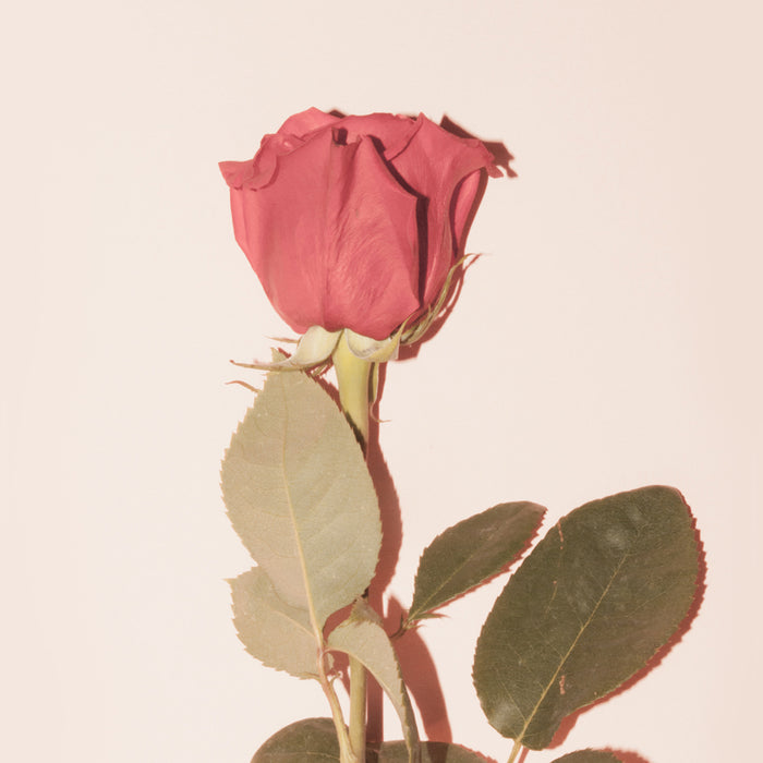 Ideo Parfumeurs Rose D'Orient - Candle