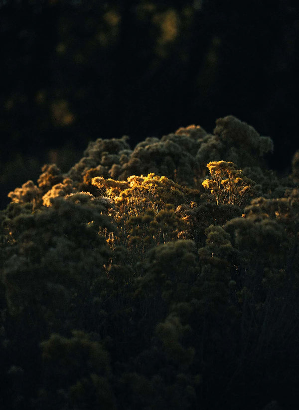 Imogene Willie Oliver Military Trouser In Olive