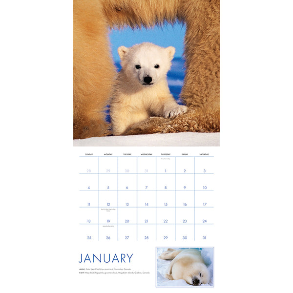 Insight Editions 2026 Baby Animals Wall Calendar – Insight Editions