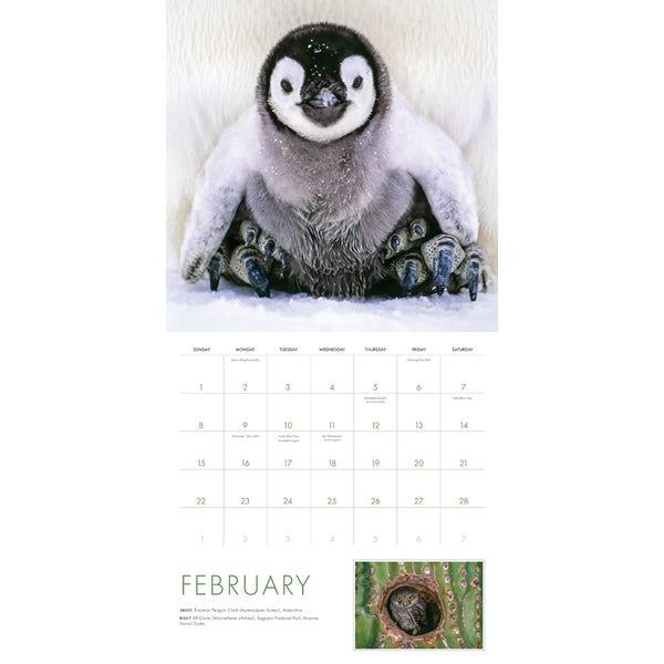 Insight Editions 2026 Baby Animals Wall Calendar – Insight Editions