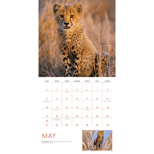 Insight Editions 2026 Baby Animals Wall Calendar – Insight Editions